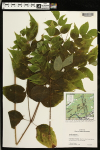 Aralia spinosa image