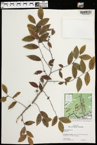 Ulmus alata image