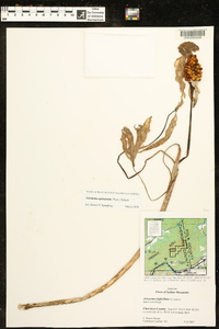 Arisaema quinatum image