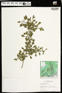 Crataegus spathulata image