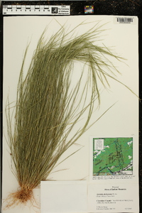 Aristida dichotoma image