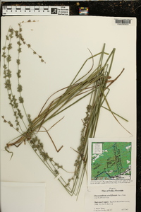 Chasmanthium sessiliflorum image