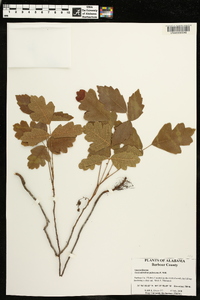 Toxicodendron pubescens image