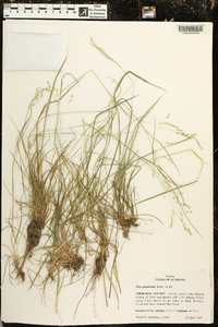 Poa autumnalis image