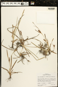 Carex microdonta image