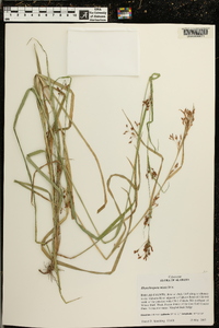 Rhynchospora mixta image