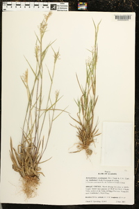 Dichanthelium acuminatum subsp. lindheimeri image