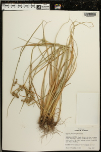 Cyperus pseudovegetus image