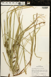 Carex aureolensis image