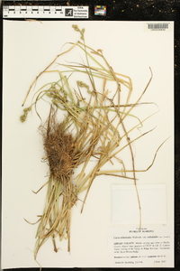 Carex tribuloides var. tribuloides image