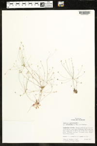 Androsace septentrionalis subsp. subumbellata image