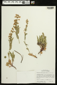 Penstemon virens image