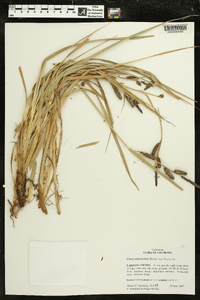 Carex nebrascensis image