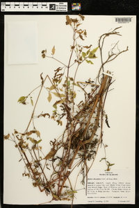 Bidens discoidea image