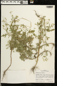 Parthenium hysterophorus image