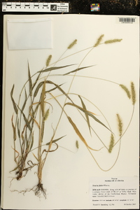 Setaria faberi image