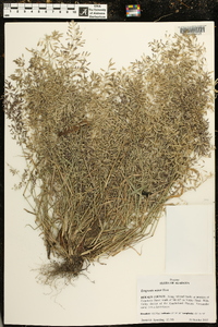 Eragrostis minor image