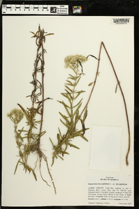 Eupatorium hyssopifolium image