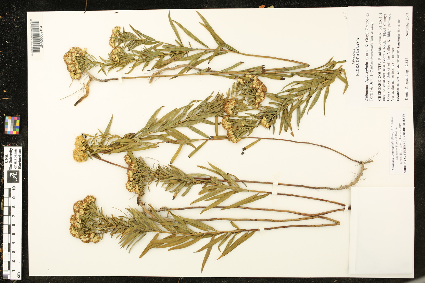 Euthamia leptocephala image