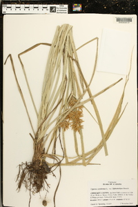 Cyperus esculentus var. leptostachyus image