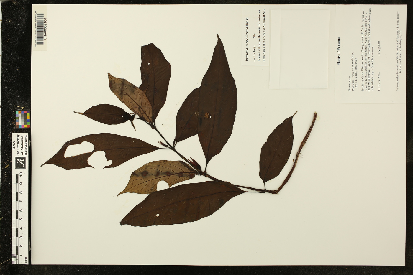 Drymonia warszewicziana image