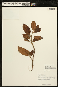 Drymonia alloplectoides image