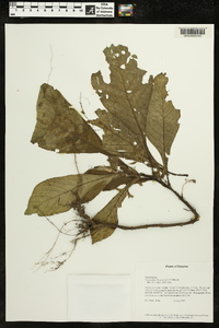 Napeanthus bracteatus image