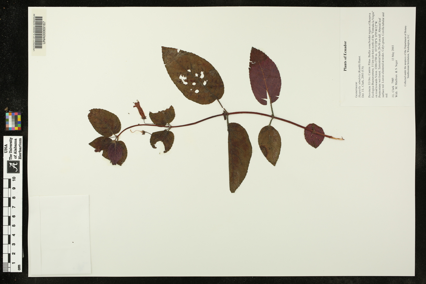 Heppiella ulmifolia image