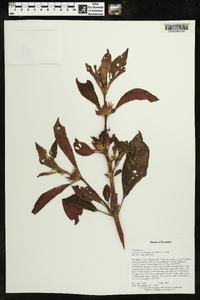 Image of Columnea atahualpae