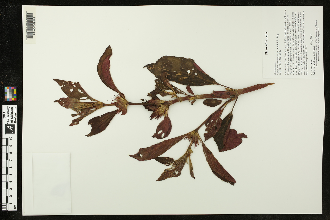 Columnea atahualpae image