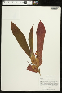 Columnea medicinalis image
