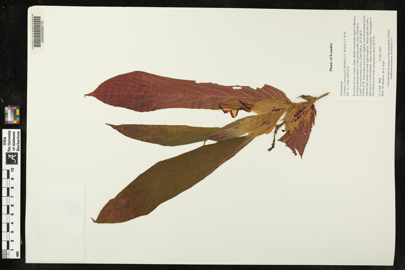 Columnea medicinalis image
