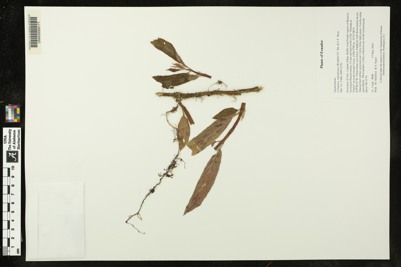 Columnea manabiana image