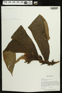 Image of Columnea albiflora