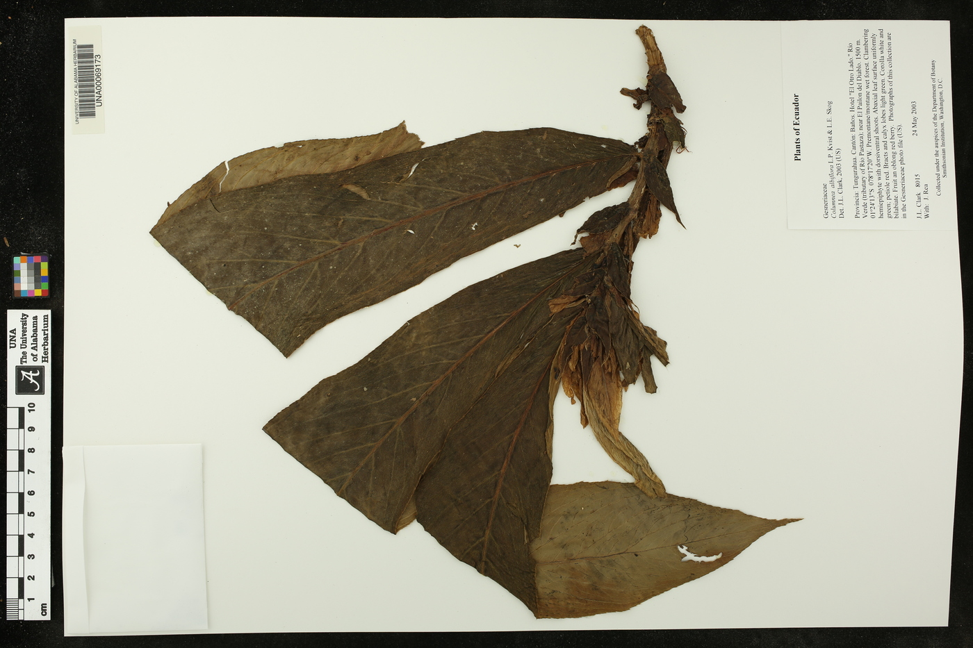 Columnea albiflora image