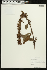 Kohleria spicata image