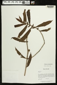 Columnea anisophylla image