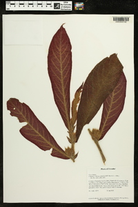 Columnea eburnea image