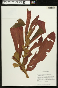 Columnea medicinalis image
