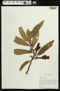 Image of Columnea dressleri