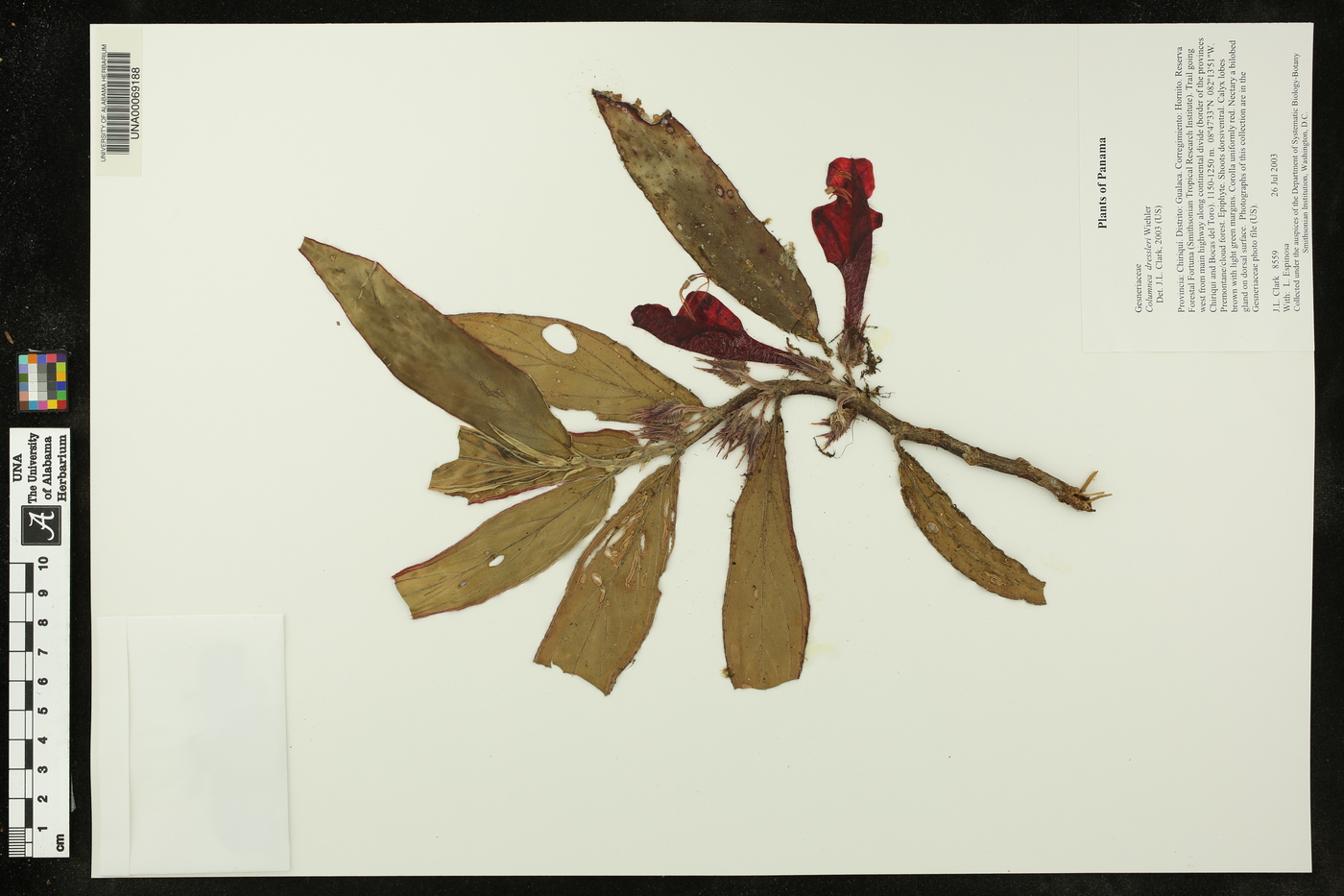 Columnea dressleri image