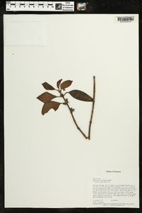 Rufodorsia intermedia image