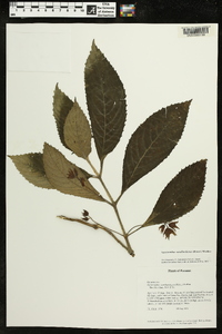 Gasteranthus wendlandianus image