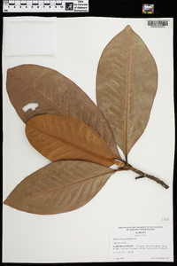 Magnolia grandiflora image