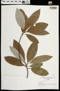 Magnolia virginiana image