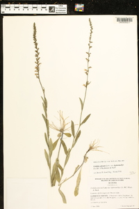 Lobelia spicata var. leptostachys image