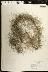 Tillandsia usneoides image