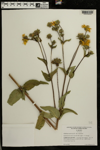 Silphium asteriscus image