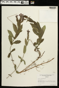 Verbena rigida image