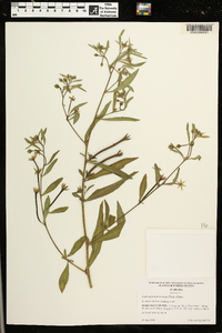 Ludwigia leptocarpa image